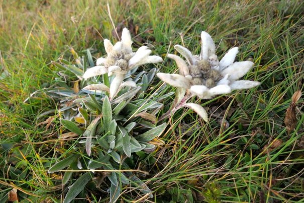 Alpenverein - členovia - príroda